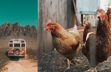 Peut-on avoir des poules nomades ? Notre poulailler mobile